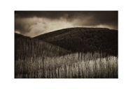 PRghost-trees20A4629